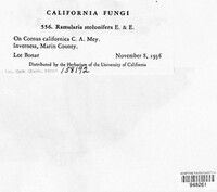 Ramularia stolonifera image